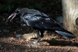 CORVO IMPERIALE - Raven - Corvus corax - Luogo: Cogne (AO) - Autore: Alvaro